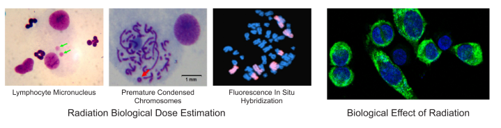 14-01  Research on Biological Effect of Radiation